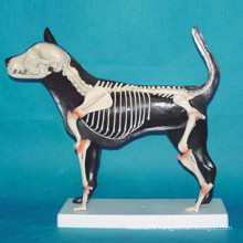 Teaching Use Dog Skeleton Animal Anatomy Model (R190109)